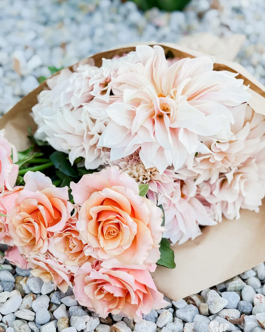 Café au lait dahlias and apricot garden roses in a paper wrap on pale pebbles