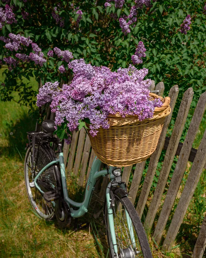 Bicycle with a basket of lilacs leaning on a wooden fence