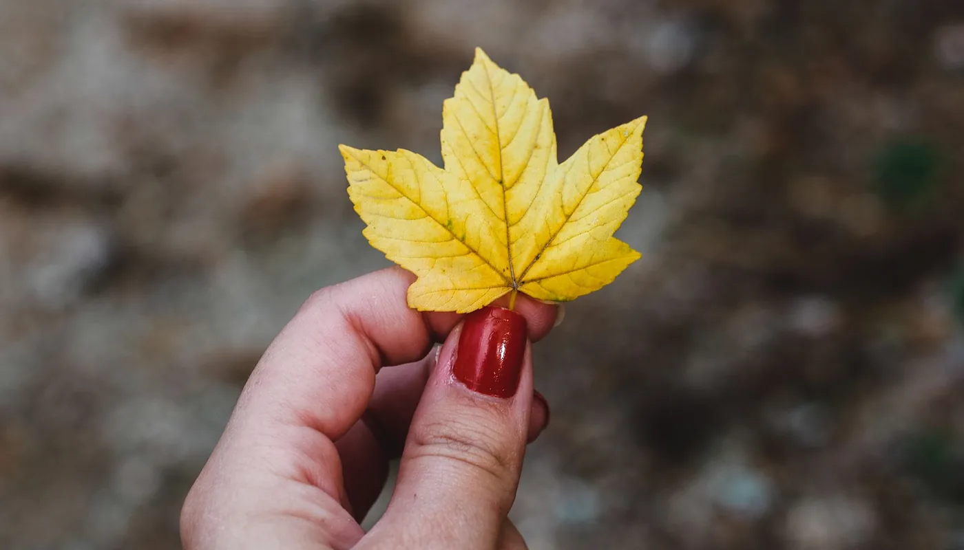 Glossy red nails holding a yellow maple leaf