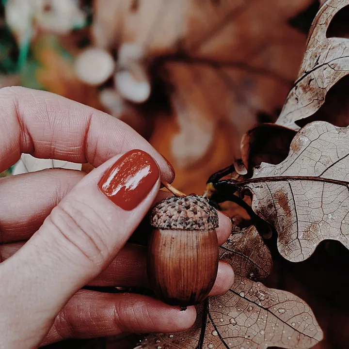 Glossy conker-brown nails holding an acorn